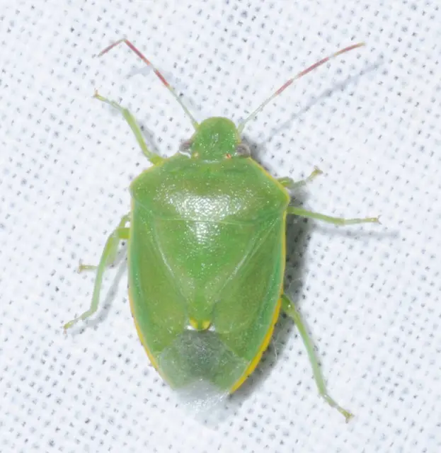 Acrosternum heegeri - rőtcsápú vándorpoloska