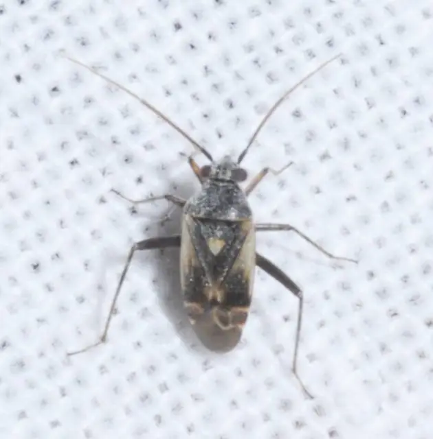 Polymerus Polymerus