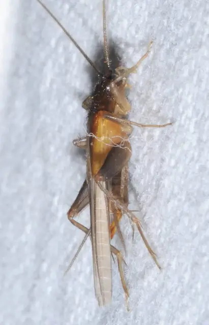 Stenonemobius bicolor ponticus - pontuszi karcsútücsök