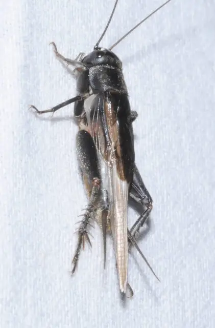 Eumodicogryllus bordigalensis - bordói tücsök
