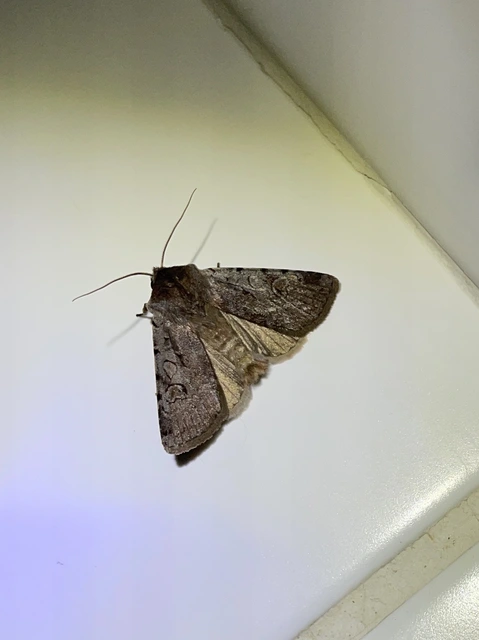 Cerastis rubricosa - vörhenyes tavaszibagoly
