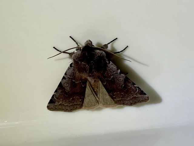 Cerastis rubricosa - vörhenyes tavaszibagoly