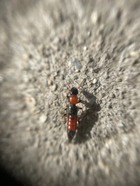 Paederus littoralis - réti partiholyva