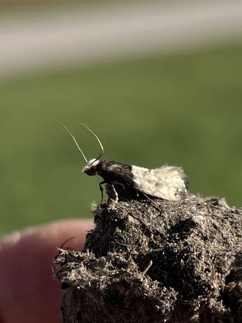 Trichophaga