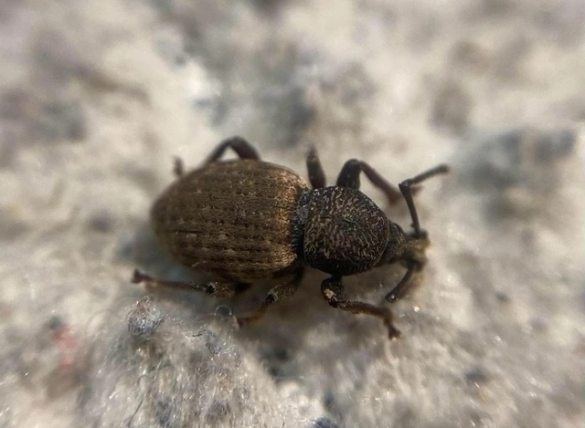 Otiorhynchus raucus - molyhos gyalogormányos
