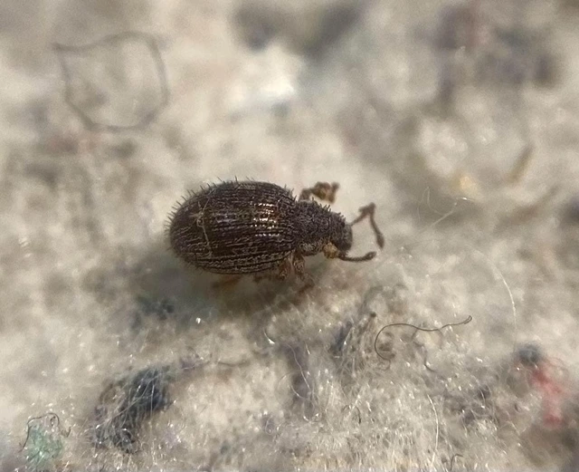 Brachysomus echinatus - tüskés gyepormányos