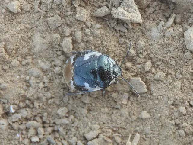 Tritomegas bicolor - foltos földipoloska