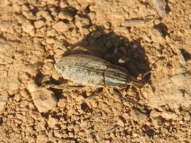 Pseudocleonus cinereus - hamvas barkó