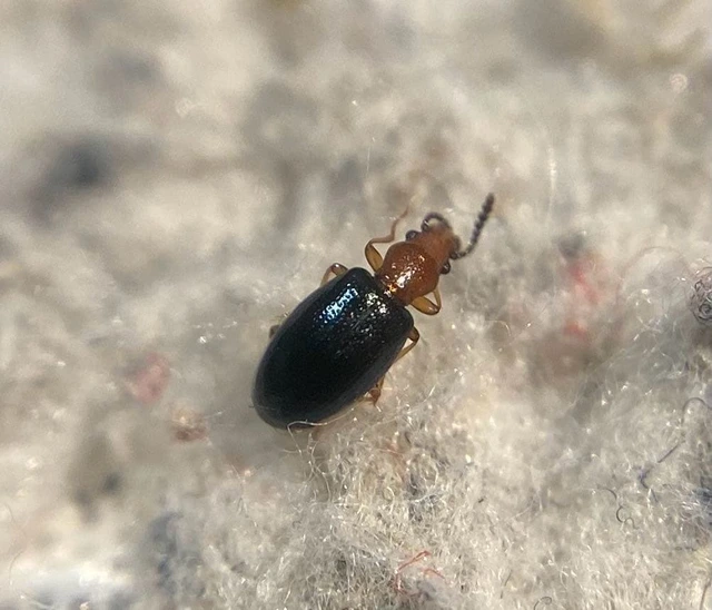 Vincenzellus ruficollis - kék álormányos