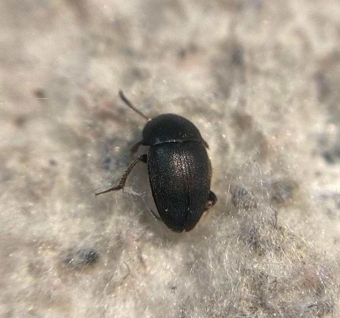 Catops grandicollis - szélestorú pecebogár