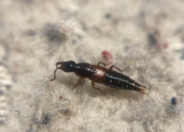 Quedius limbatus - közönséges mohaholyva