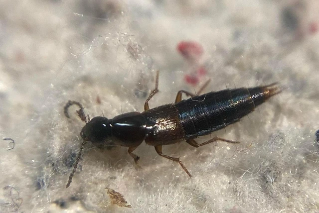 Quedius limbatus - közönséges mohaholyva