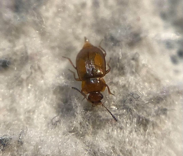 Anthobium atrocephalum - feketésfejű felemásholyva