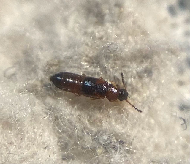 Dropephylla ioptera - fénylő barázdásholyva
