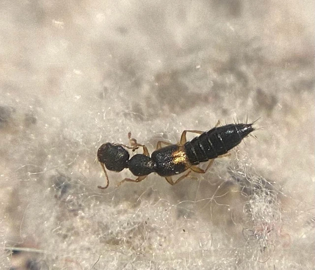 Astenus lyonessius - közönséges köviholyva