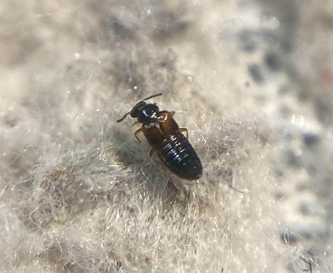 Gyrophaena lucidula - sötét taplóholyva