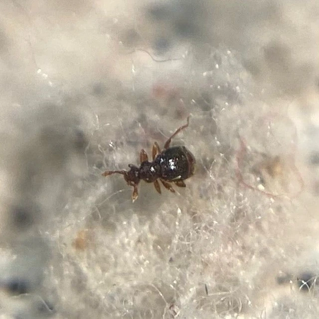 Bryaxis carinula Bryaxis carinula