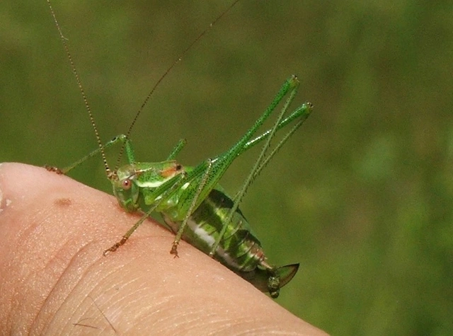 Leptophyes albovittata - közönséges virágszöcske
