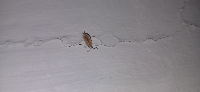 Isopoda - Ászkarákok