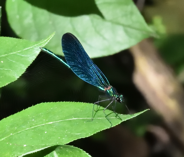 Calopteryx virgo - kisasszony-szitakötő