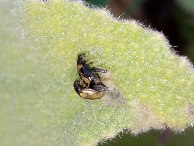 Longitarsus