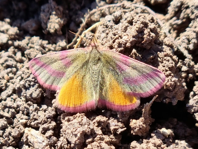 Lythria purpuraria - bíborsávos araszoló