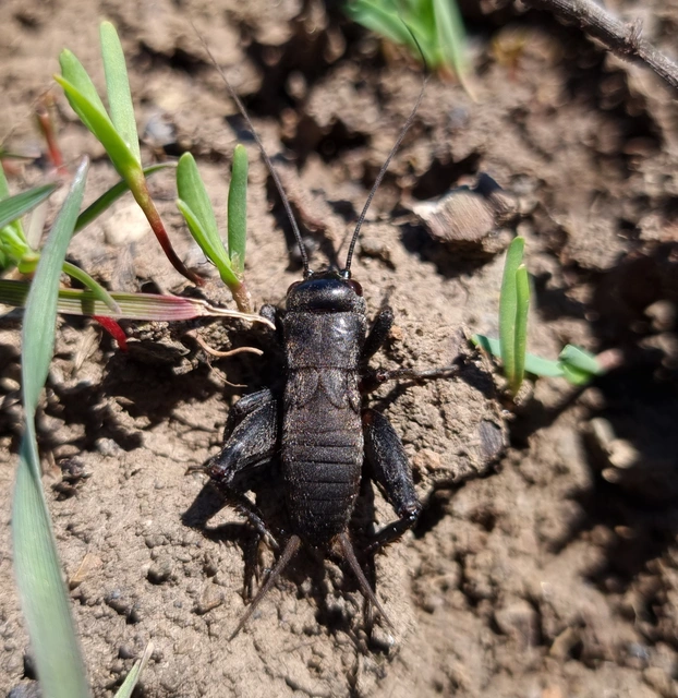 Gryllus campestris - mezei tücsök