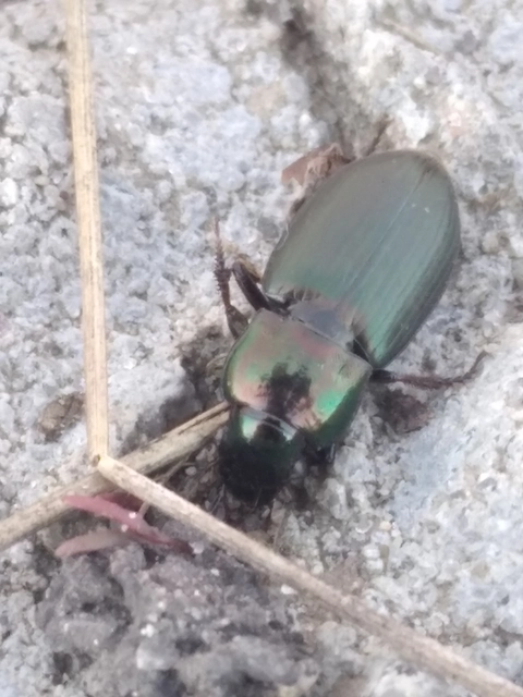 Harpalus distinguendus - mezei lomhafutó