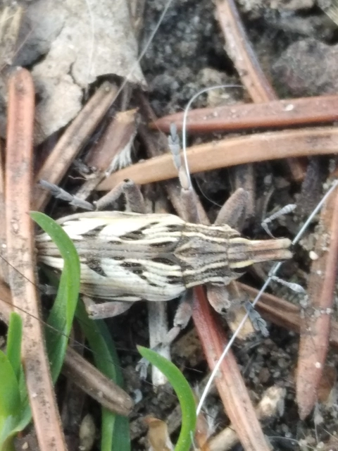 Coniocleonus nigrosuturatus - nyíljegyes barkó