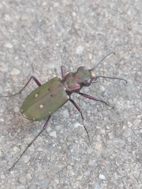 Cicindela campestris - mezei homokfutrinka
