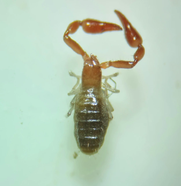 Pseudoscorpionida - Álskorpiók