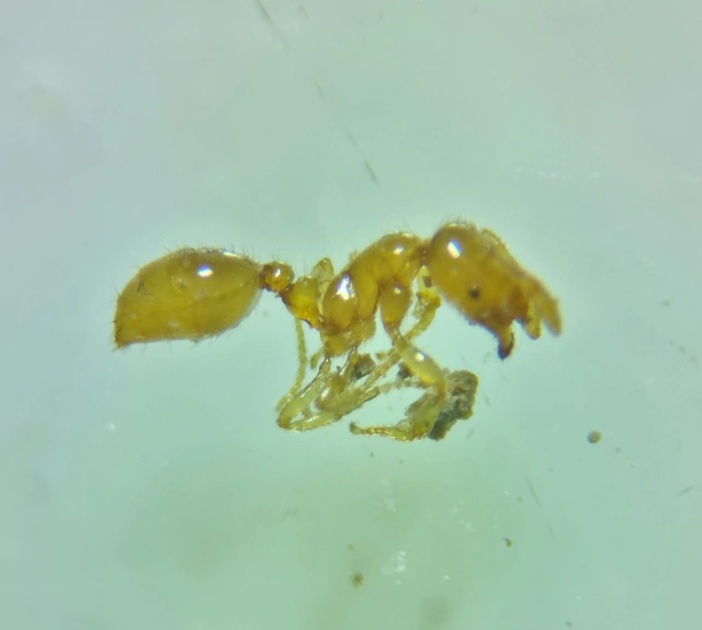 Solenopsis fugax - tolvajhangya