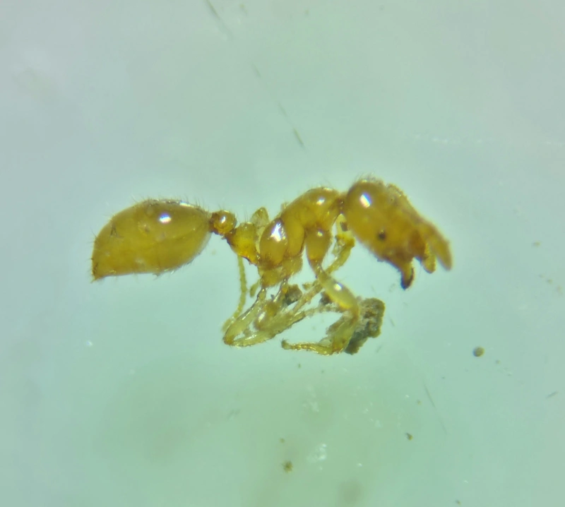 Solenopsis fugax - tolvajhangya