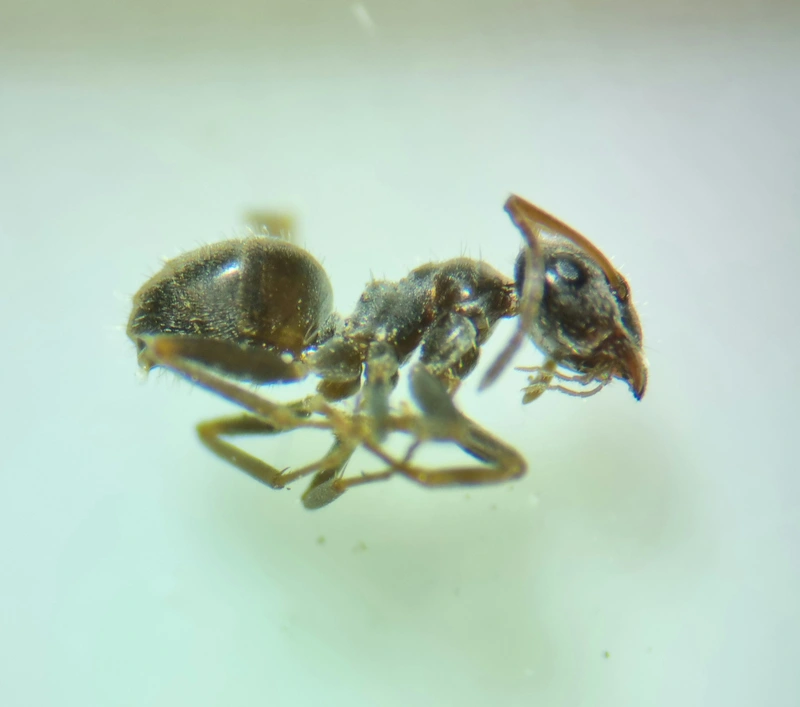 Lasius bombycina - pusztai feketehangya