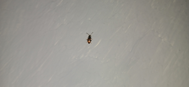 Anthicus antherinus - közönséges fürgebogár