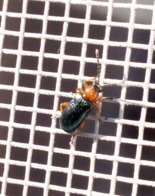 Oulema melanopus/duftschmidi