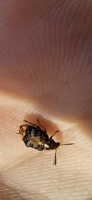 Megabruchidius dorsalis - foltoshátú lepényfazsizsik