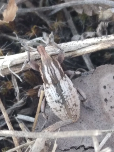 Pseudocleonus cinereus - hamvas barkó