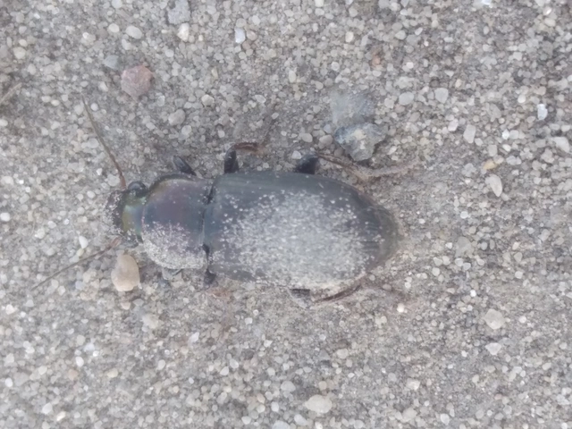 Harpalus distinguendus - mezei lomhafutó