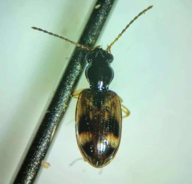 Bembidion articulatum - öves gyorsfutó
