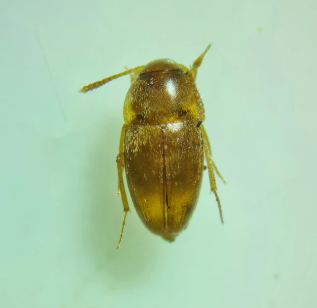 Leiodidae - pecebogárfélék Leiodidae - pecebogárfélék