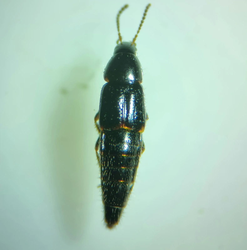 Mycetoporus piceolus - szurkos gombászholyva