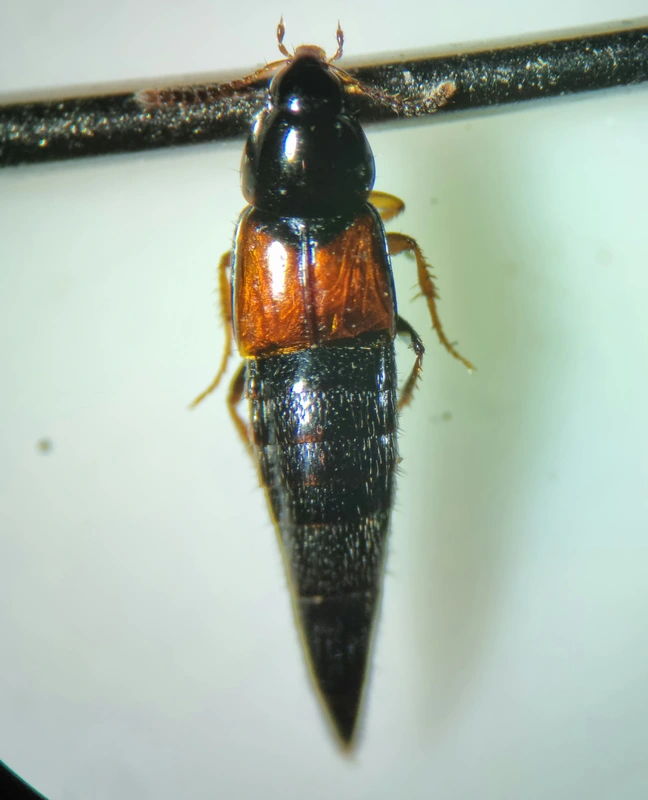Mycetoporus glaber