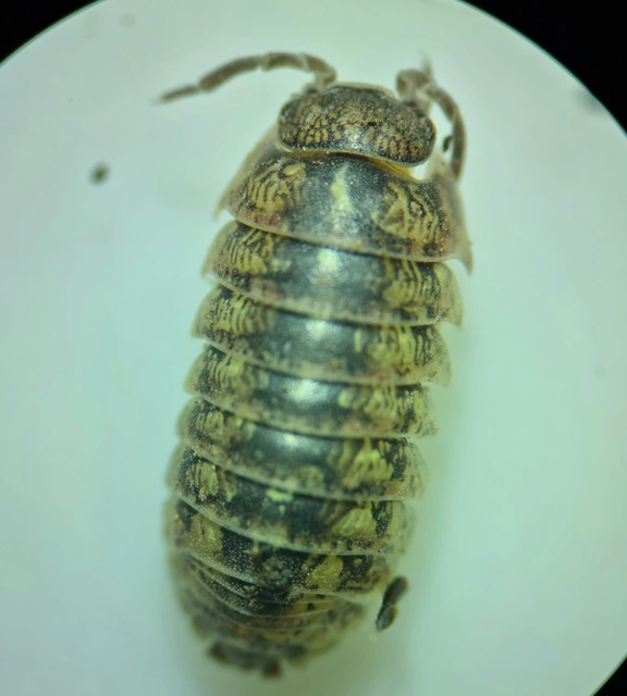 Isopoda - Ászkarákok