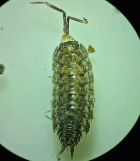 Isopoda - Ászkarákok