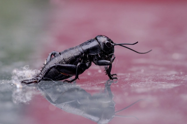 Gryllus campestris - mezei tücsök