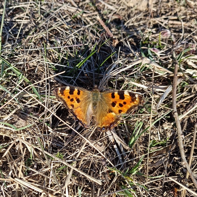 Nymphalis polychloros - nagy rókalepke