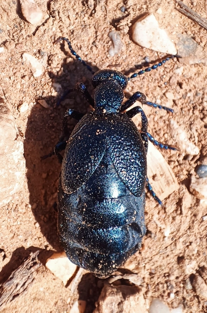 Meloe proscarabaeus - közönséges nünüke