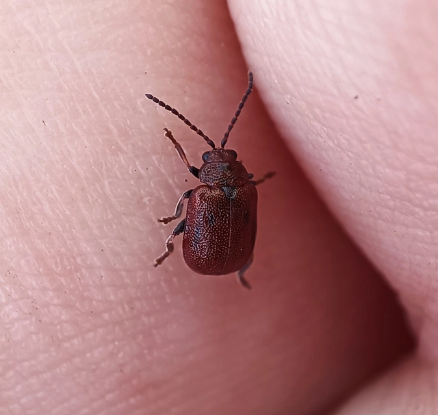 Lochmaea crataegi - galagonya-olajosbogár