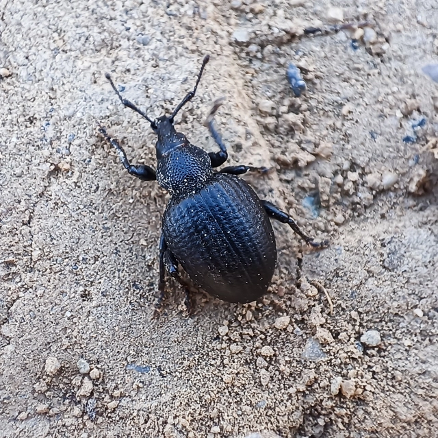 Otiorhynchus catenulatus - gyászos gyalogormányos